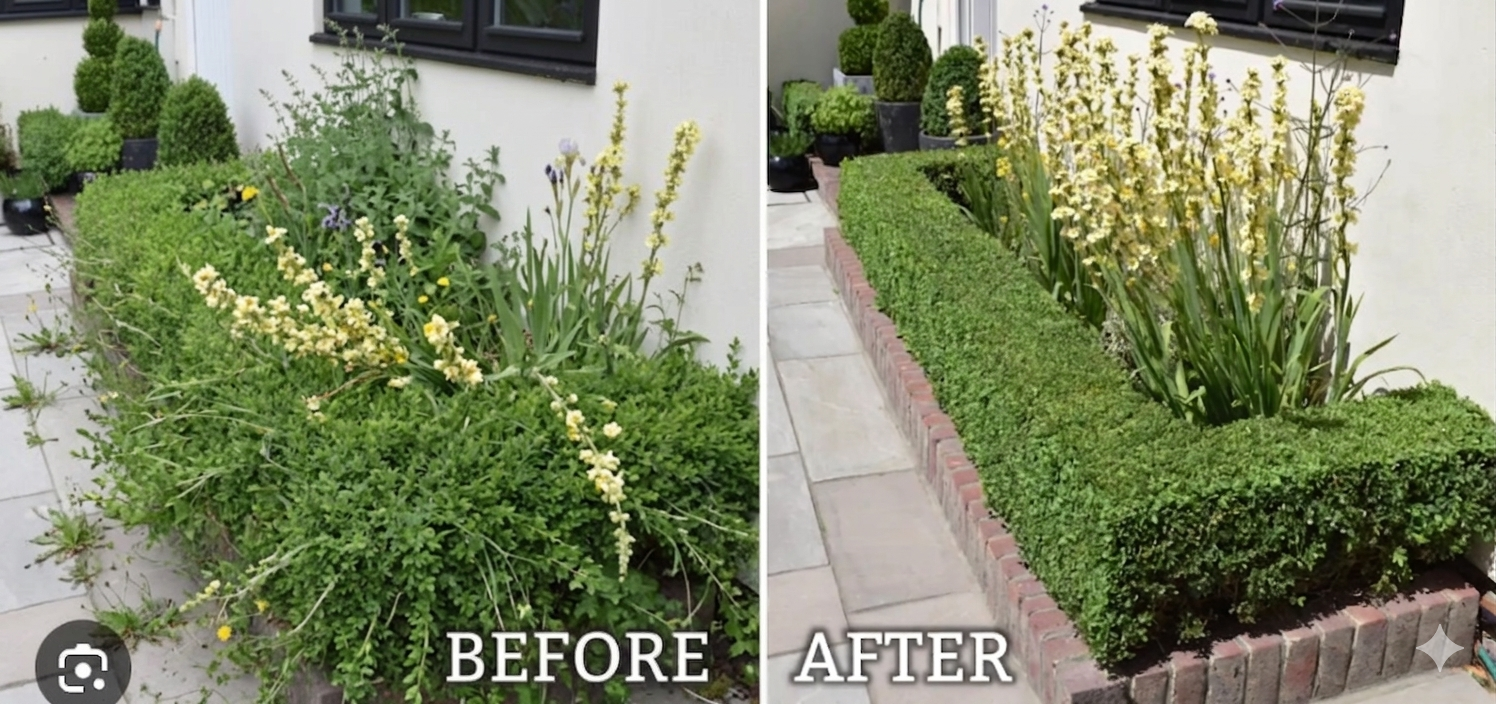 Hedge Trim before and after